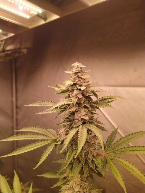 Big Grapes Gun Auto Fem