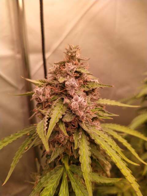 GMO Gun Auto Fem