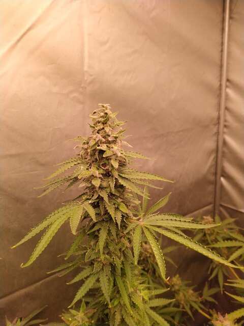 Grease Dog Auto Fem