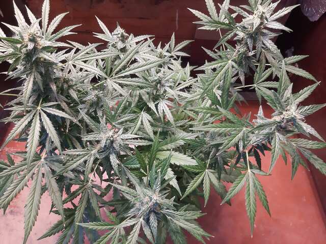 Sugar black rose auto