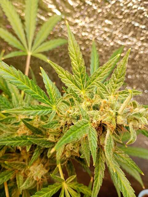 Sugar black rose auto