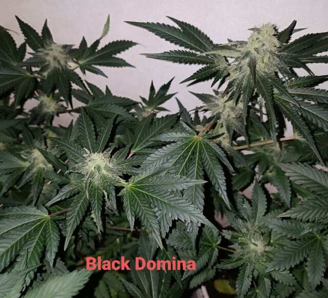 Black Domina в семках