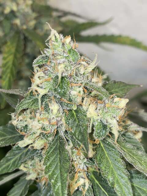 Short Rider XL @kriss