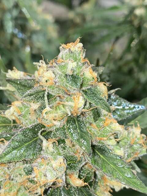 Short Rider XL (2) @kriss