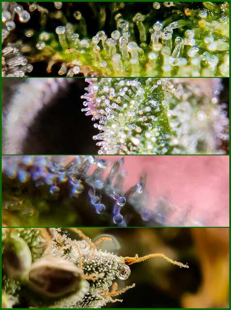 trichomes
