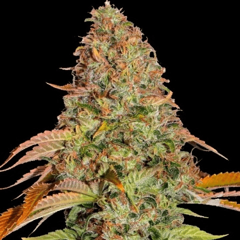 Gelato-1.png.23cc325259ff6ea01b60af21d92bd609.png