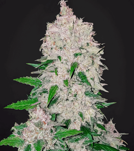 Stardawg_01-gigapixel-art-scale-2_00x.png.530f9d4869ad5ba8968bec9050a0a5b9.png