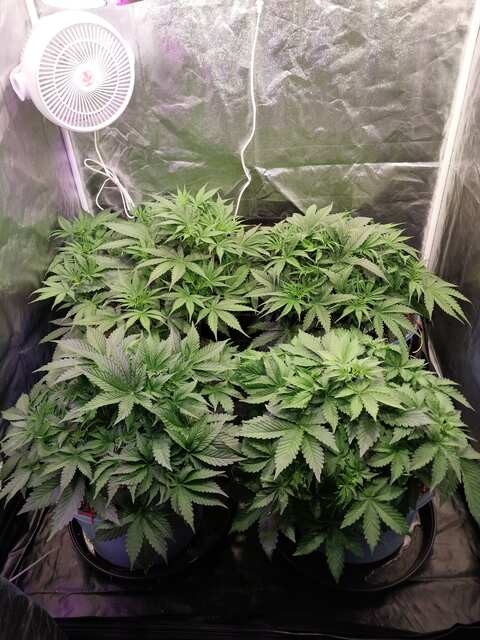 Strawberry Gorilla, Mint Jelly, Big Grapes Gun, Grease Dog