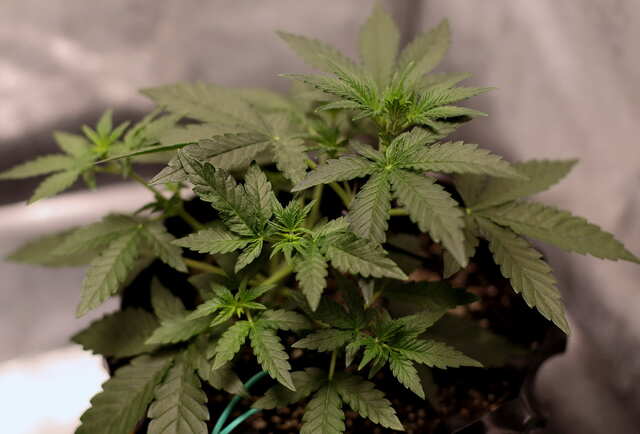 Zkittlez OG Auto.jpg