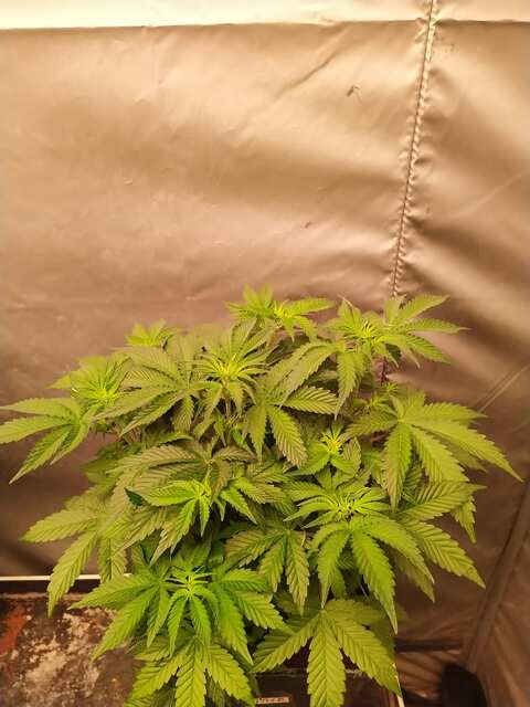 AUTO FEM