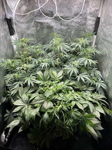 GMO Gun Auto Fem,Grease Dog Auto Fem від Бро Крісс