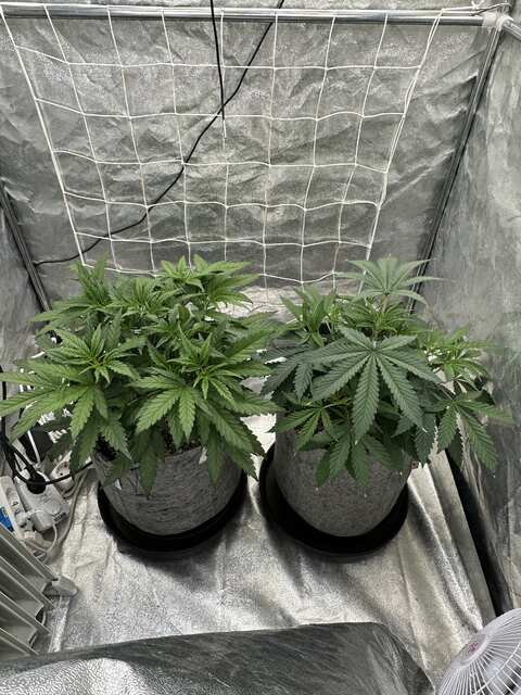Oreoz original+ full gas