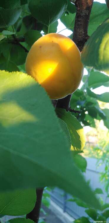 1173686080_Apricot1.jpg