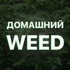 ДомашнийWeed