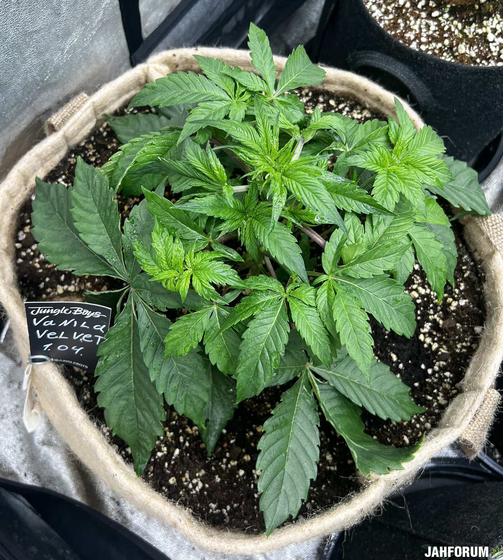 USA genetics