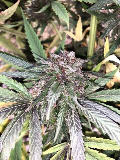 Delicious Cookies Feminised Delicious Seeds