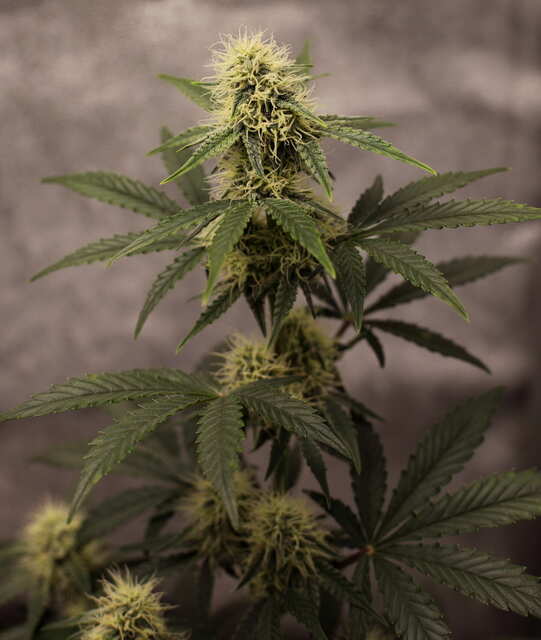 Zkittlez OG Auto.jpg
