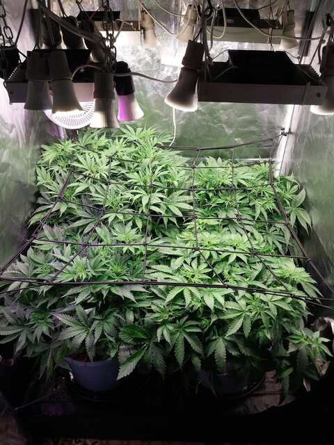 Strawberry Gorilla, Mint Jelly, Big Grapes Gun, Grease Dog