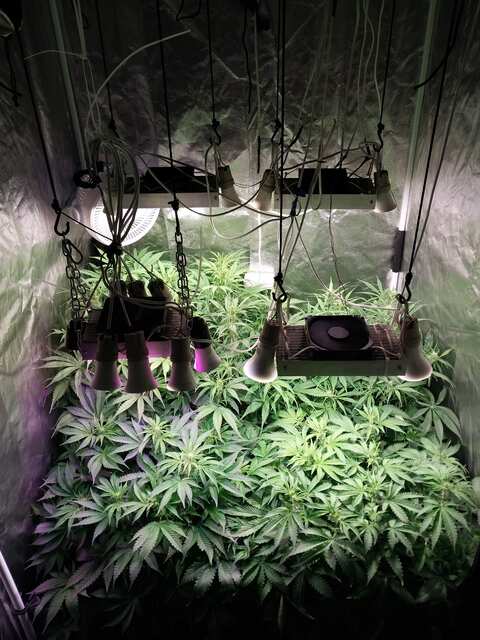 Strawberry Gorilla, Mint Jelly, Big Grapes Gun, Grease Dog