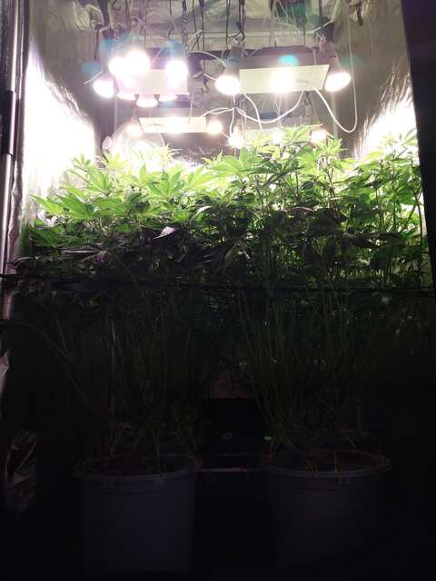 Strawberry Gorilla, Mint Jelly, Big Grapes Gun, Grease Dog