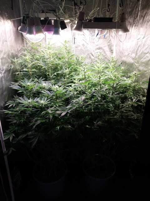 Strawberry Gorilla, Mint Jelly, Big Grapes Gun, Grease Dog