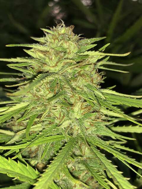 Unknown Kush Early Version Delicious Seeds