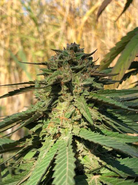 Eleven Roses Feminised Delicious Seeds