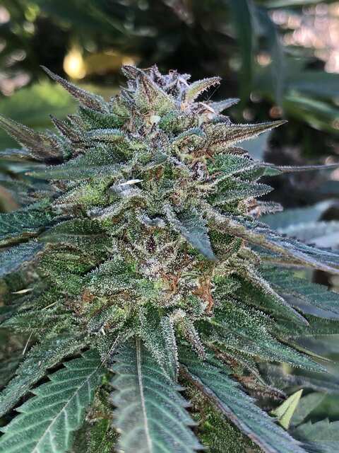 Eleven Roses Feminised Delicious Seeds