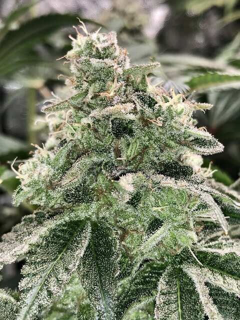 PCG Cookies x Watermelon Zkittlez Feminised Purple City Genetics