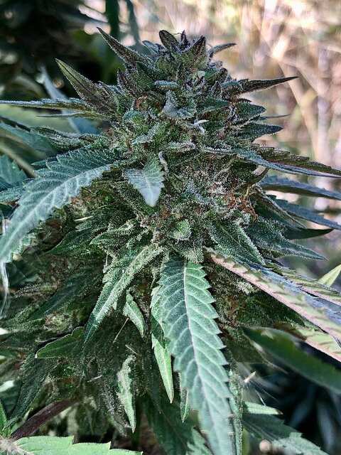Eleven Roses Feminised Delicious Seeds
