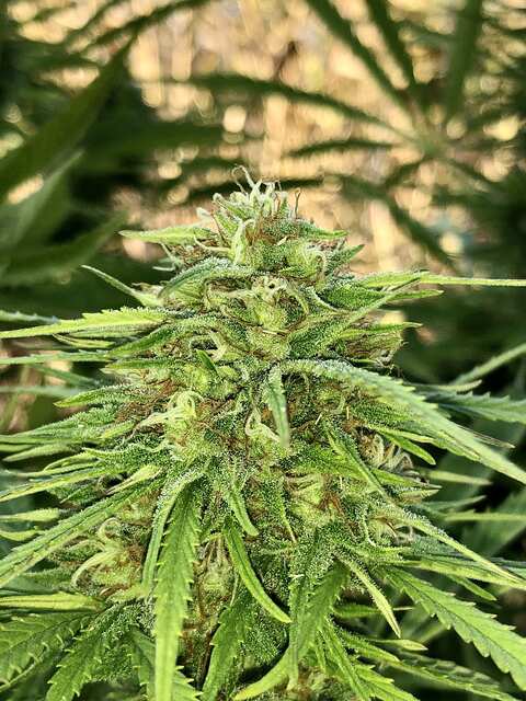 Unknown Kush Early Version Delicious Seeds