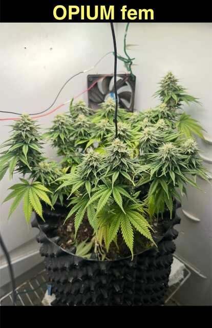 Opium fem (ganjaseeds) 12-12 с 02.03