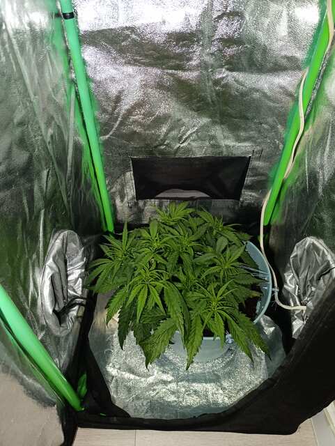 Bruce Banner Auto
