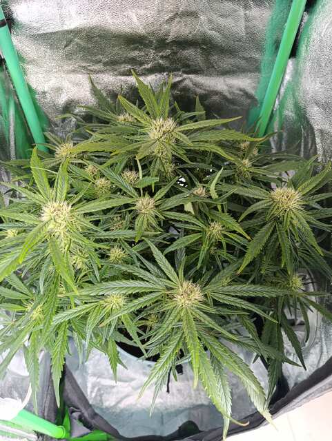 Bruce Banner Auto