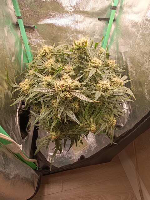 Bruce Banner Auto 69  дней