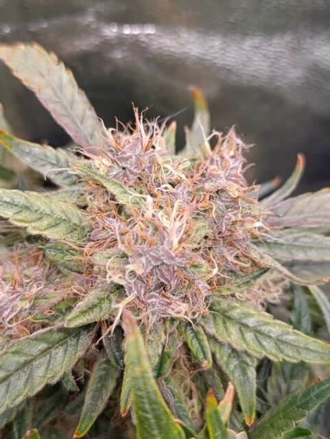 Bruce Banner Auto