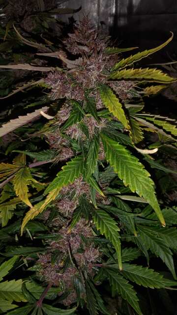 Auto Imperium X fem. Goodmaster