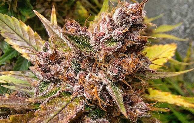 Auto Imperium X fem. Goodmaster