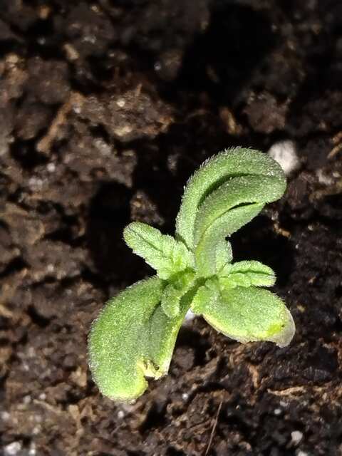 _20250426_ Purple Mango Kush (DS)
