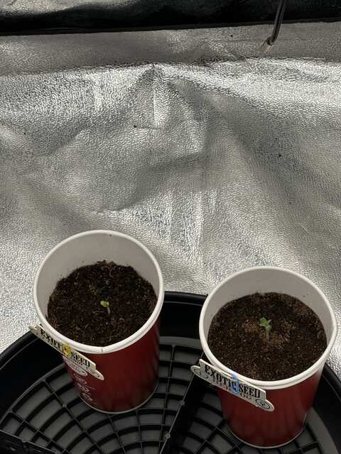 Exotic seed
