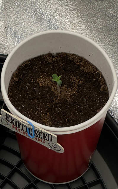 Exotic seed