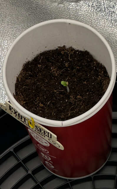 Exotic seed