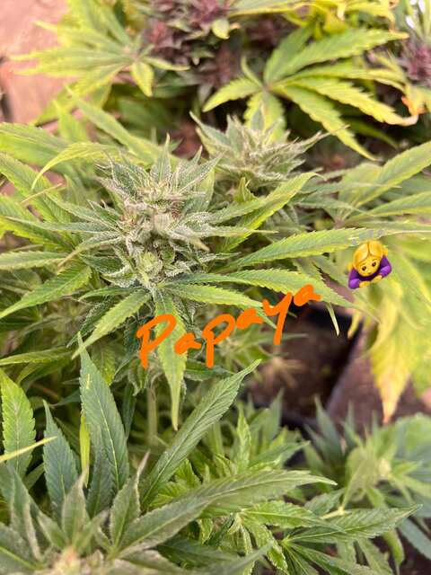 Papaya