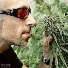 MrHaze