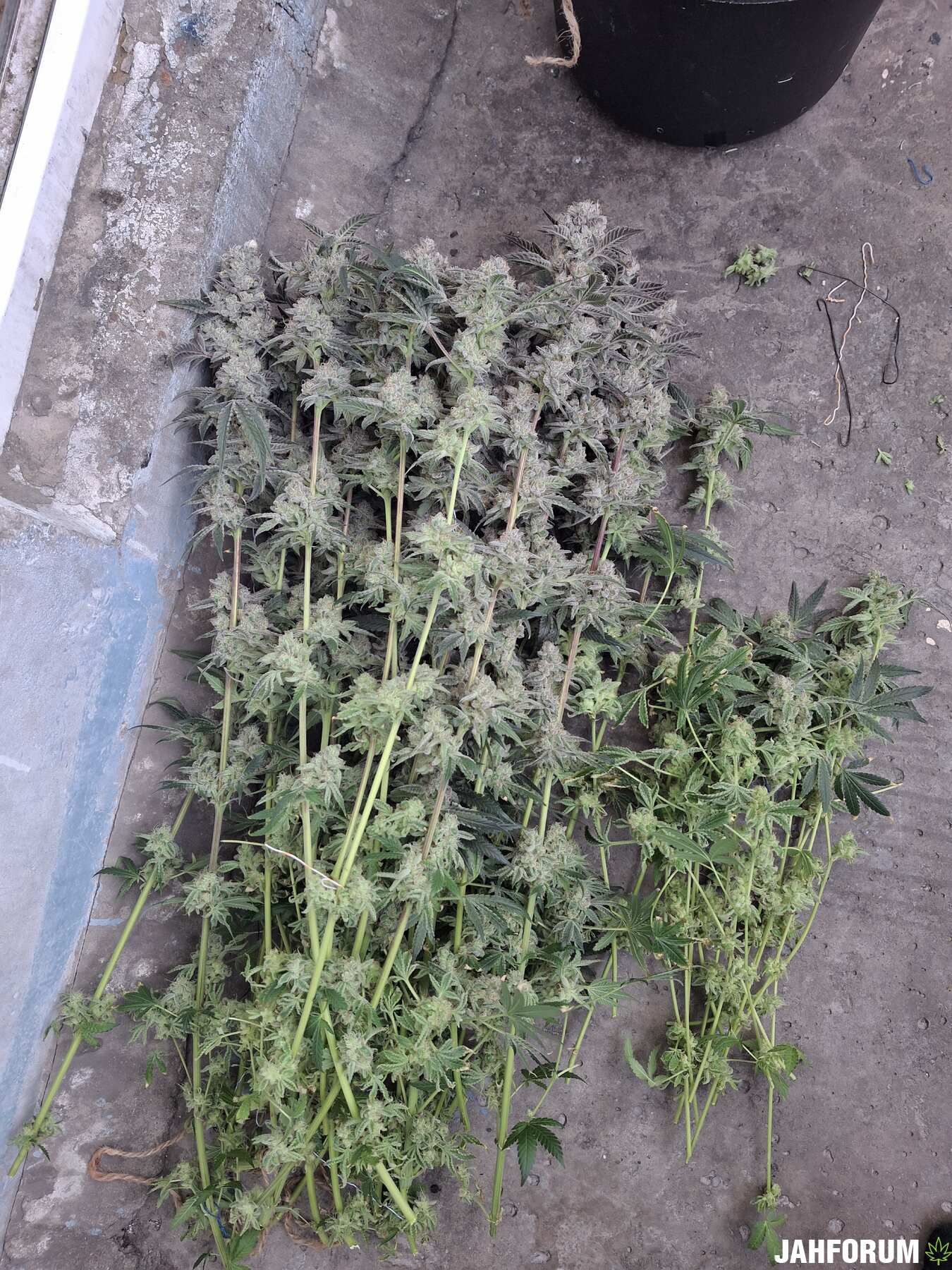 Peach Clouds Fem (Perfect Tree Seeds)