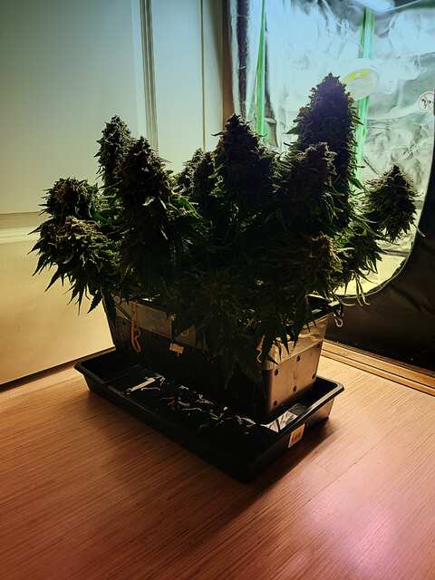 CYMERA_20250514_115551.jpg
