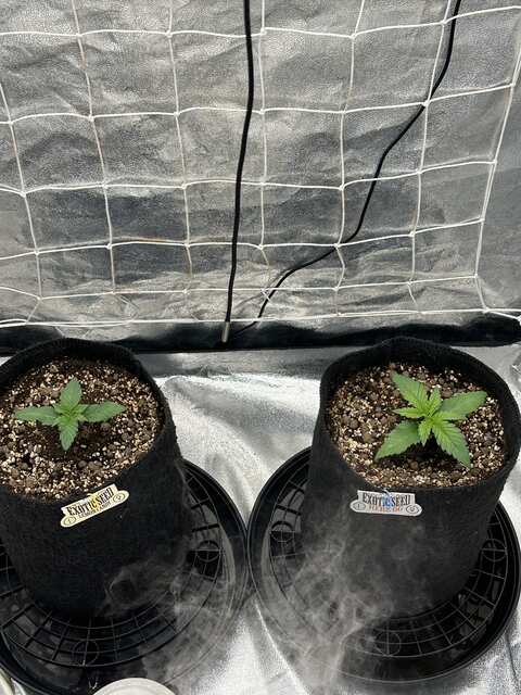 Exotic seeds