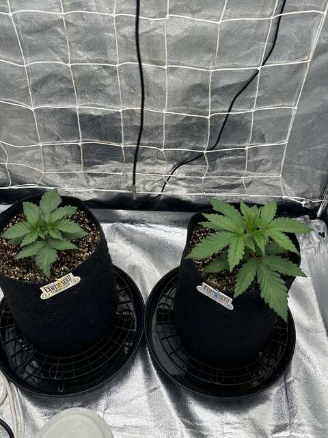 Exotic seeds day-14