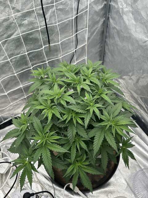 Herz og- week 4