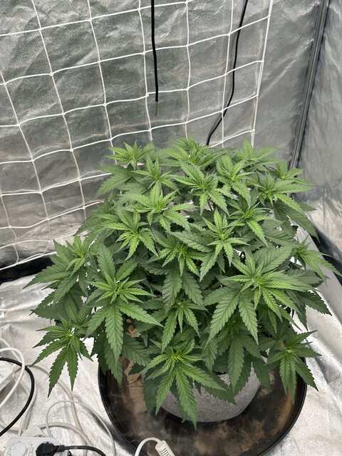 Herz og- week 4